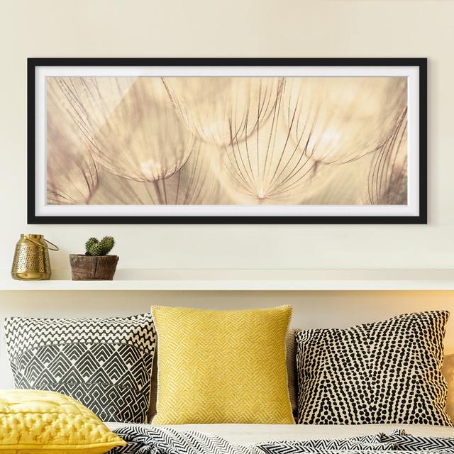 Gerahmtes Poster Dandelions Close Up in Homely Sepia Tint ClassicLiving Rahmenauswahl: Schwarzer Rahmen, Maße: 30 cm H x 75 cm B x 2 cm T on Productcaster.