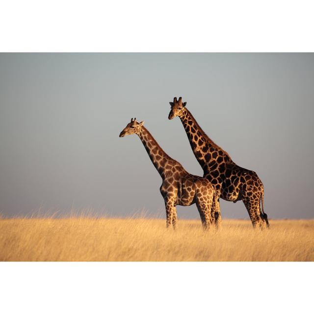 Giraffe in Yellow Grasslands by Mogens Trolle - Wrapped Canvas Art Prints 17 Stories Size: 61cm H x 91cm W 3.8cm D on Productcaster.