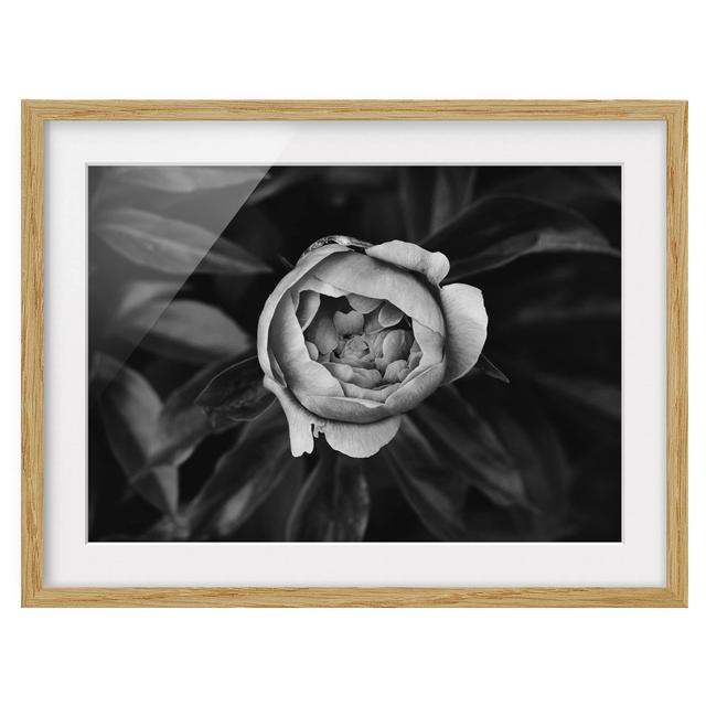 Peony Blossom Before Leaves - Single Picture Frame Print ClassicLiving Size: 50cm H x 70cm W x 2cm D, Format: Brown Framed, Matte Colour: White on Productcaster.