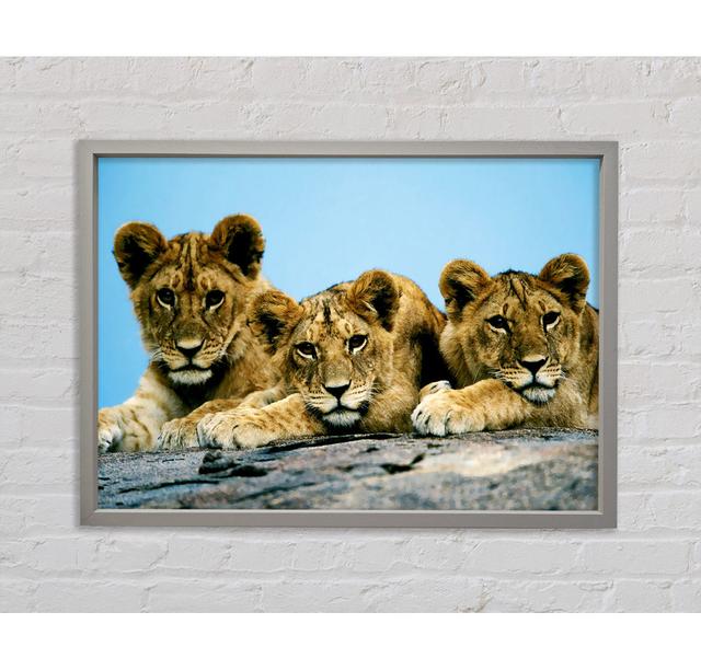 Lion Cub Trio - Print Bright Star Size: 100cm H x 141.4cm W x 3.3cm D on Productcaster.