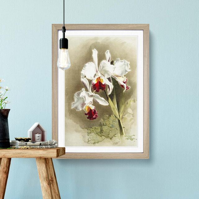 Magnolia Flowers Illustration Tab. 28 by Frederick Sander - Picture Frame Painting Print East Urban Home Frame Option: Oak, Size: 60cm H x 40cm W x 2c on Productcaster.