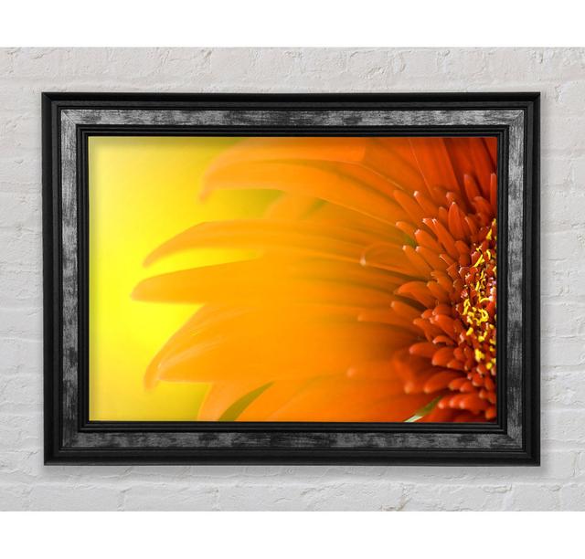 Orange Flower Mist - Single Picture Frame Art Prints Bright Star Size: 42cm H x 59.7cm W x 8cm D on Productcaster.