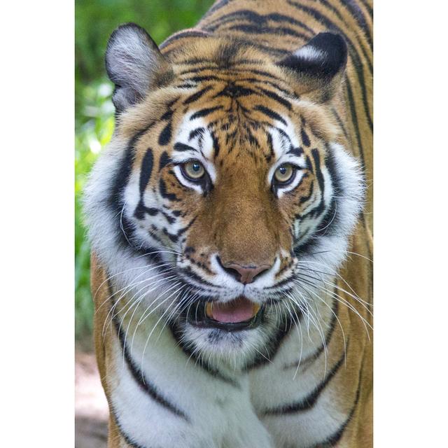 Bengal Tiger - Wrapped Canvas Print 17 Stories Size: 122cm H x 81cm W x 3.8cm D on Productcaster.