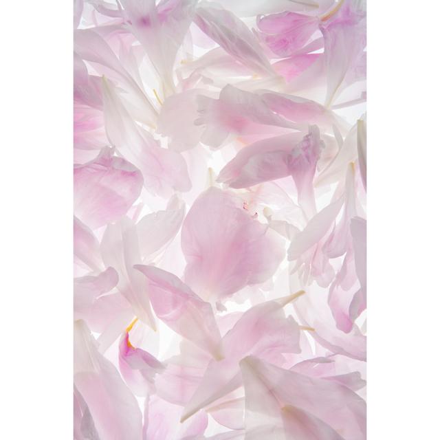 Isolated Petals by Angelfoto2009 - Wrapped Canvas Art Prints ClassicLiving Size: 60cm H x 40cm W x 1.8cm D on Productcaster.