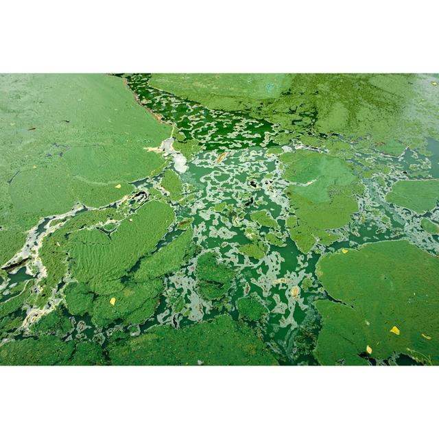 Environment-Algae Background - Wrapped Canvas Photograph Latitude Run Size: 81cm H x 122cm W on Productcaster.