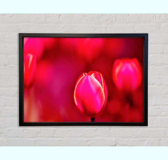 Pink Tulip Abstract Framed Print Bright Star Size: 100cm H x 141.4cm W on Productcaster.