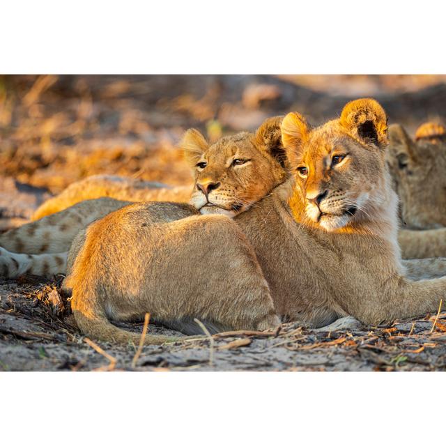 Lions Relaxing at Sunset - Wrapped Canvas Photograph Latitude Run Size: 51cm H x 76cm W on Productcaster.