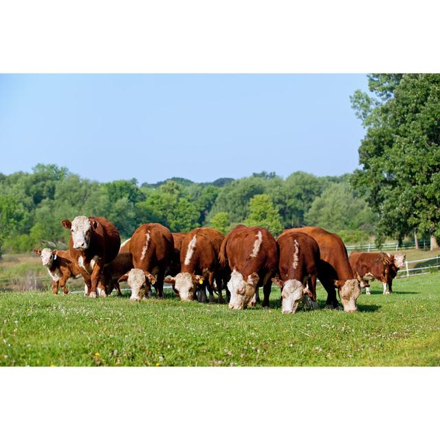 Hereford Cattle Grazing In Pasture by Emholk - No Frame Print on Canvas Natur Pur Size: 80cm H x 120cm W on Productcaster.