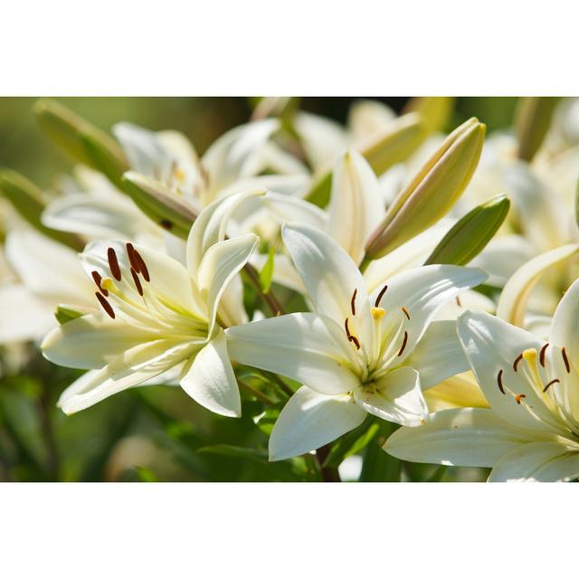 White Lilies in a Garden - Wrapped Canvas Photograph Ebern Designs Size: 81cm H x 122cm W on Productcaster.