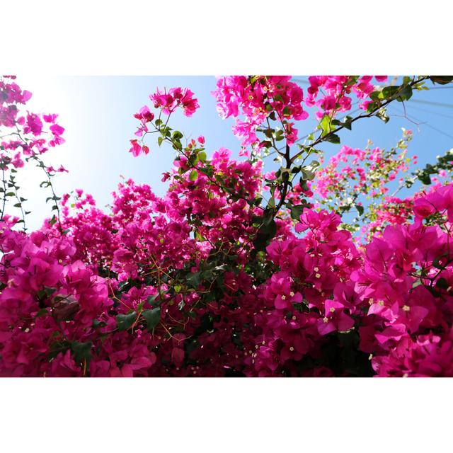 Bougainvillea by Socha - Wrapped Canvas Print 17 Stories Size: 61cm H x 91cm W on Productcaster.