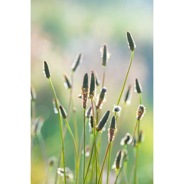 Plantago Flowers In Bloom - Wrapped Canvas Art Prints 17 Stories Size: 46cm H x 30cm W on Productcaster.