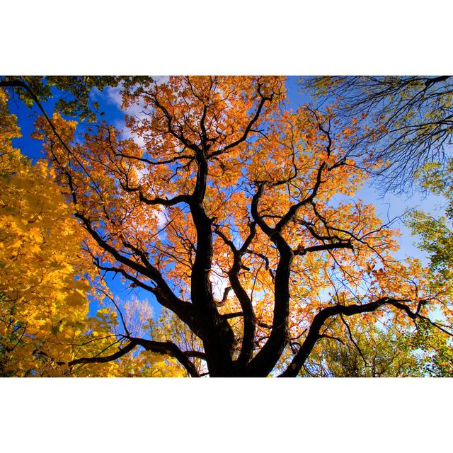 Automn Tree - Wrapped Canvas Photograph Marlow Home Co. Size: 51cm H x 76cm W on Productcaster.