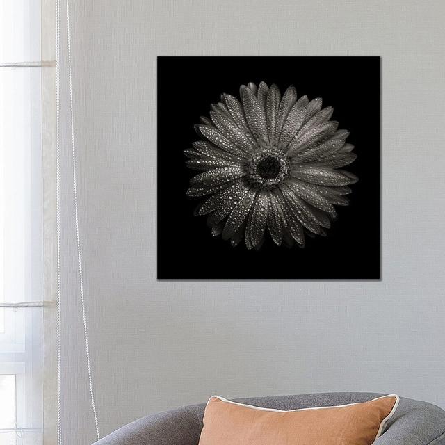 Black and White Gerber Daisy I by Brian Carson - Wrapped Canvas Photograph Ebern Designs Size: 66.04cm H x 66.04cm W x 1.91cm D on Productcaster.