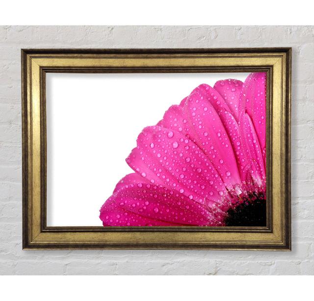 Pink Dewdrop Petals - Single Picture Frame Art Prints Bright Star Size: 21cm H x 42cm W x 8cm D on Productcaster.