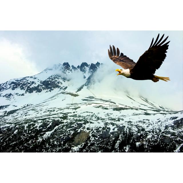 American Bald Eagle by JamesBrey - Wrapped Canvas Art Prints Alpen Home Size: 81cm H x 122cm W on Productcaster.