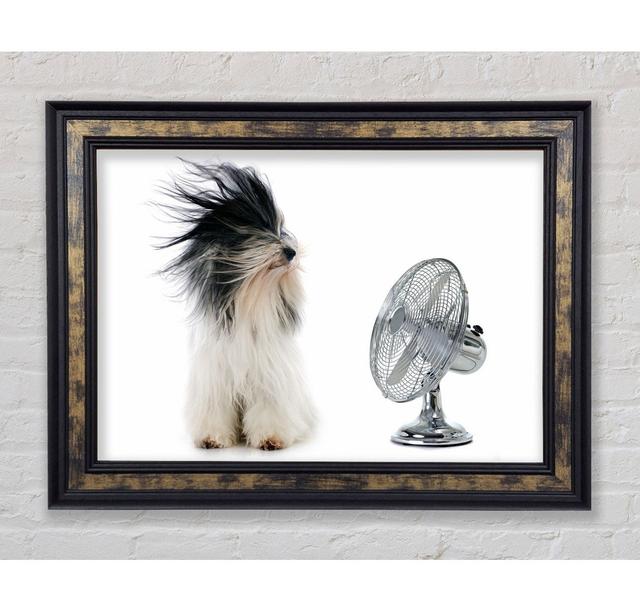 Old English Sheepdog Cooling Off - Single Picture Frame Art Prints August Grove Size: 29.7cm H x 42cm W on Productcaster.