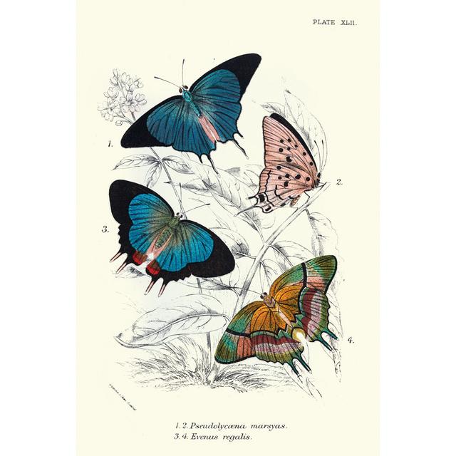 McConnelsville Butterflies, Pseudolycaena Marsyas - Wrapped Canvas Graphic Art Brambly Cottage Size: 46cm H x 30cm W x 3.8cm D on Productcaster.