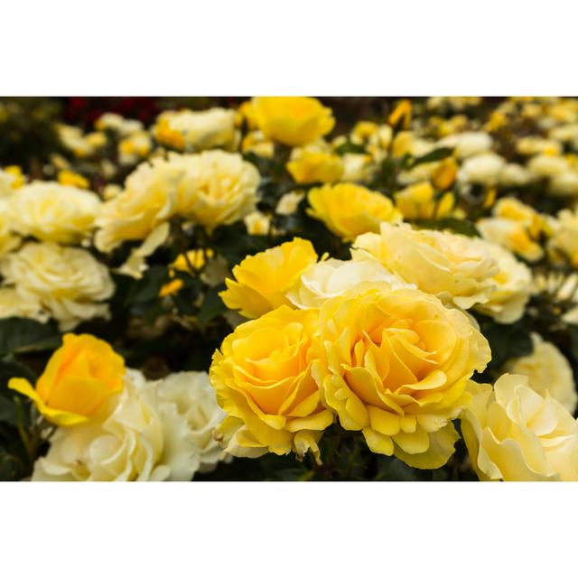 Yellow Roses by Mareandmare - Wrapped Canvas Photograph 17 Stories Size: 20cm H x 30cm W on Productcaster.