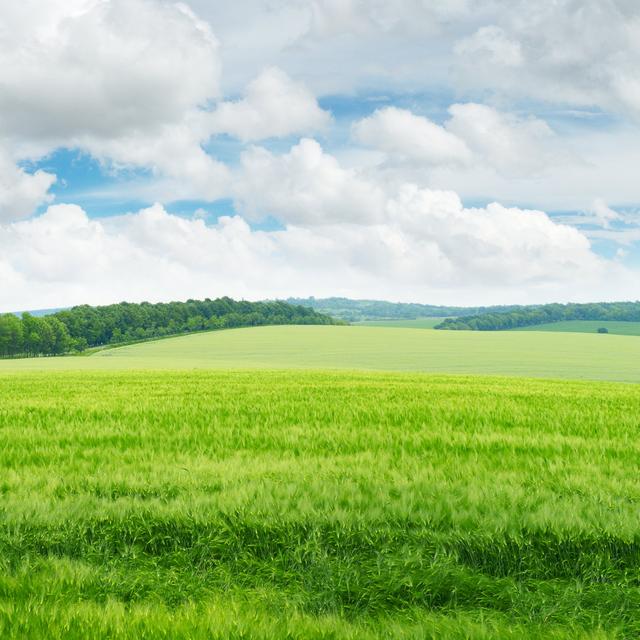 Field And Blue Sky 17 Stories Size: 91cm H x 91cm W on Productcaster.