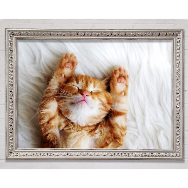 Cat Snooze - Single Picture Frame Art Prints Bright Star Size: 59.7cm H x 84.1cm W x 3cm D on Productcaster.