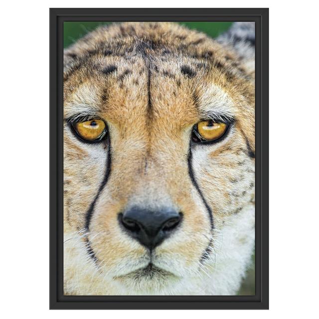 Gerahmtes Wandbild ruhender Gepard East Urban Home Größe: 55 cm H x 40 cm B on Productcaster.