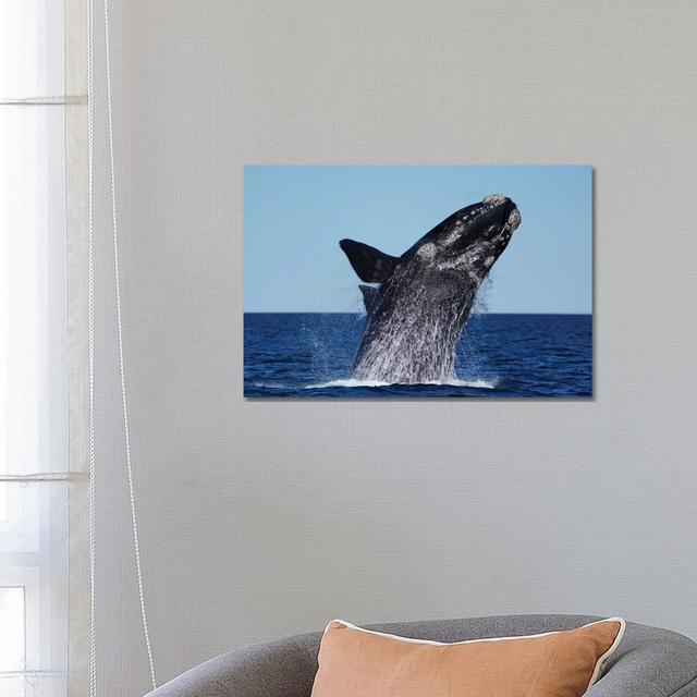 Southern Right Whale Breaching, Peninsula Valdez, Argentina by Hiroya Minakuchi - Wrapped Canvas Photograph Breakwater Bay Size: 45.7cm H x 66cm W x 1 on Productcaster.