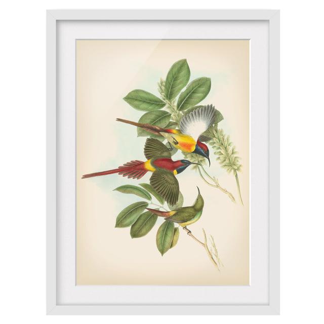 Vintage Illustration Tropical Birds III - Picture Frame Graphic Art Marlow Home Co. Frame Option: White Framed, Size: 40cm H x 30cm W x 2cm D on Productcaster.