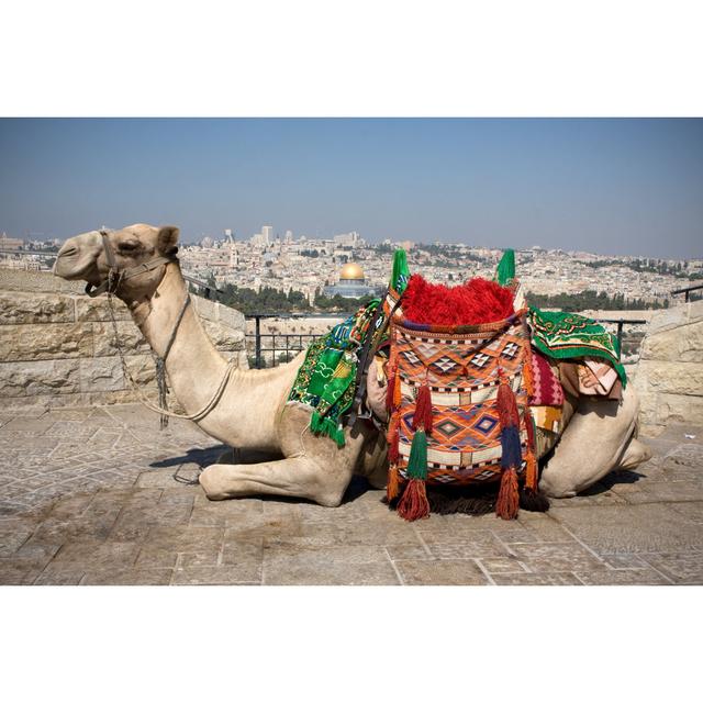 Camel by Jsteck - No Frame Art Prints on Canvas World Menagerie Size: 81cm H x 122cm W on Productcaster.