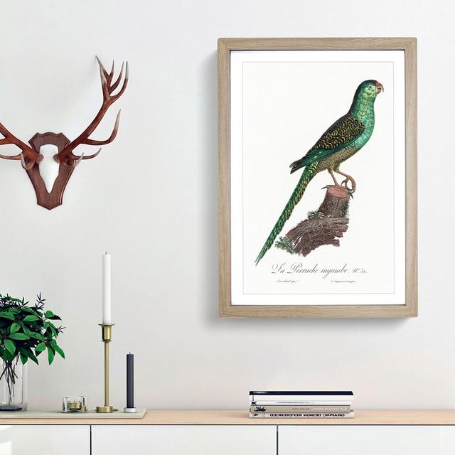 Ingambe Parakeet by F. Levaillant - Picture Frame Painting Print East Urban Home Frame Option: Oak Framed, Size: 36cm H x 27cm W x 2cm D on Productcaster.