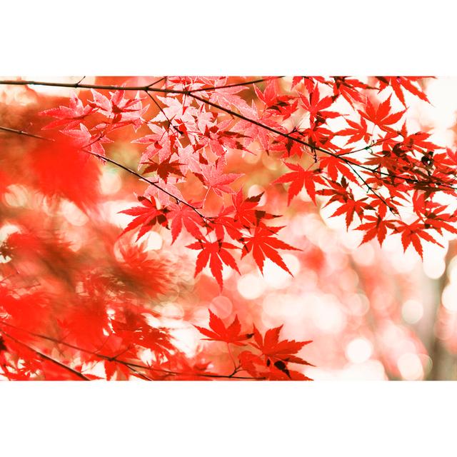 Riskin Autumn Maple Leaves - Wrapped Canvas Graphic Art Latitude Run Size: 81cm H x 122cm W x 3.8cm D on Productcaster.