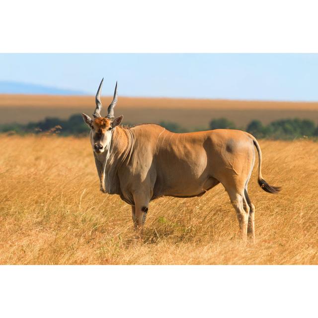 Eland Antelope by Ivanmateev - Wrapped Canvas Photograph Alpen Home Size: 61cm H x 91cm W on Productcaster.