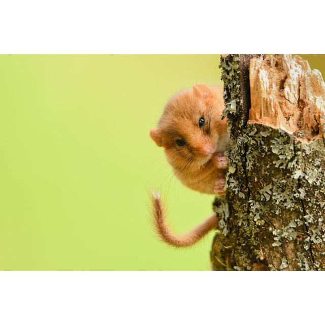 Hazel Dormouse by SzymonBartosz - Wrapped Canvas Print Alpen Home Size: 61cm H x 91cm W on Productcaster.