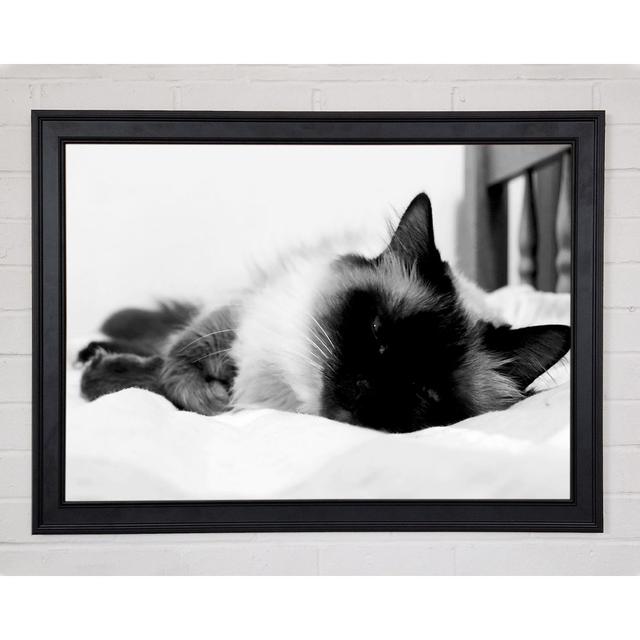 Its a Cats Life B N W - Single Picture Frame Print on Paper 17 Stories Size: 21cm H x 29.7cm W x 1.5cm D on Productcaster.