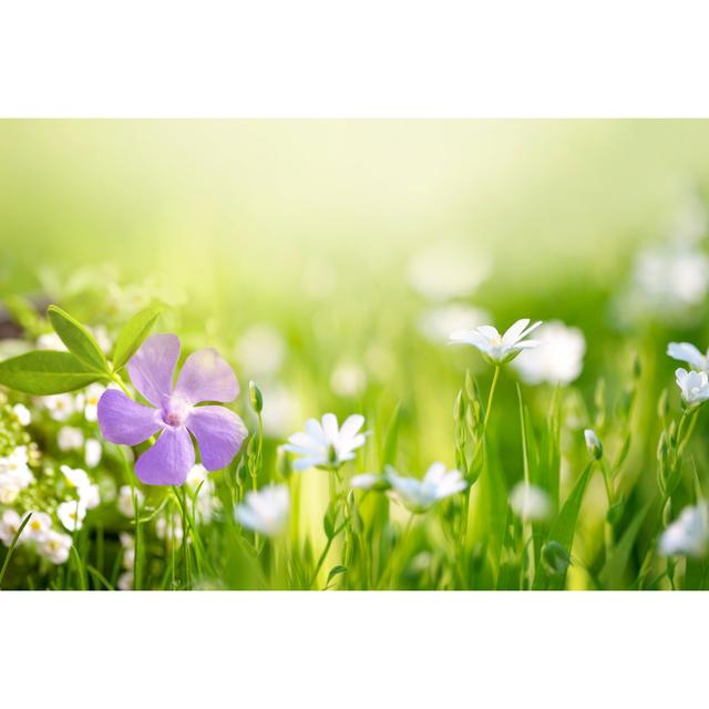 Beautiful Flower In The Field by Zeljkosantrac - No Frame Art Prints on Canvas Latitude Run Size: 30cm H x 46cm W on Productcaster.