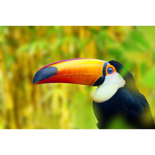 Side View of Colorful Toucan Bird - Wrapped Canvas Photograph Bay Isle Home Size: 20"H x 30"W on Productcaster.