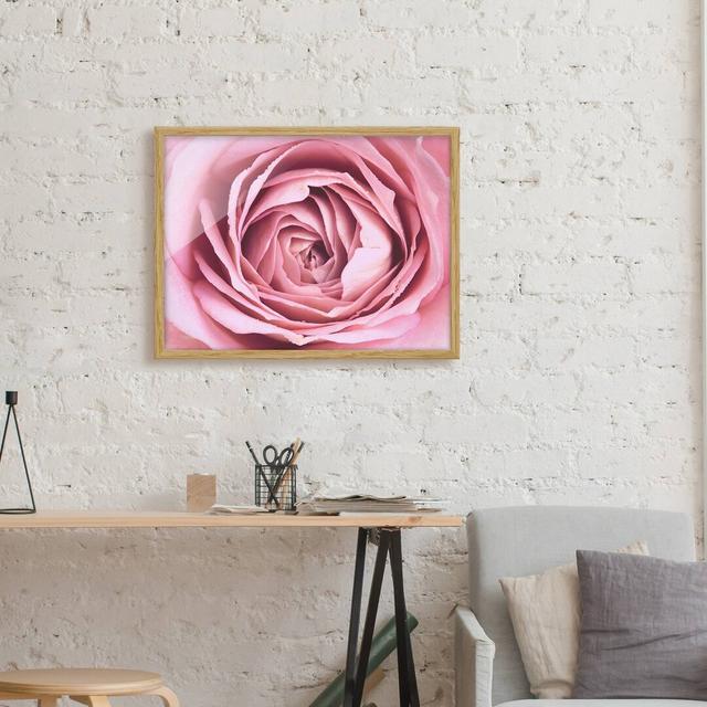 Pink Rose Flower - Picture Frame Graphic Art Rosdorf Park Size: 50cm H x 70cm W x 2cm D, Frame Option: Brown Framed on Productcaster.