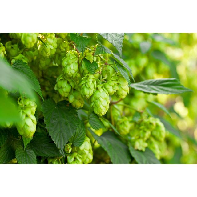 Green Hops - Wrapped Canvas Photograph Ebern Designs Size: 30cm H x 46cm W on Productcaster.