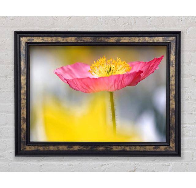 Single Pink Poppy In The Garden - Print Bright Star Size: 84.1cm H x 142.2cm W x 8cm D on Productcaster.