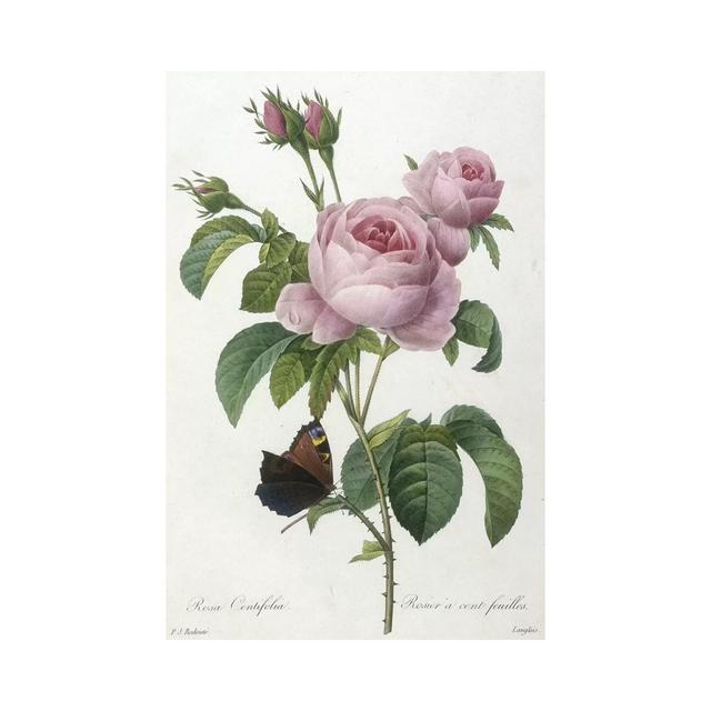 Rosa Centifolia, Engraved By François Langlois, From Choix Des Plus Belle Fleurs Et Des Plus Beaux Fruits, 1827 by Pierre-Joseph Redouté - Wrapped Can on Productcaster.