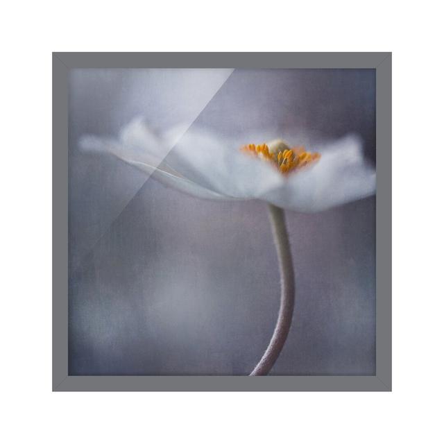 White Anemone Flower - Picture Frame Photograph Ebern Designs Frame Option: Grey Framed, Size: 30cm H x 30cm W x 2cm D on Productcaster.