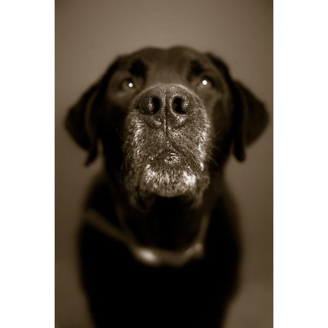 Carlyn Old Dog by Diane39 - Wrapped Canvas Photograph 17 Stories Size: 30cm H x 20cm W x 3.8cm D on Productcaster.