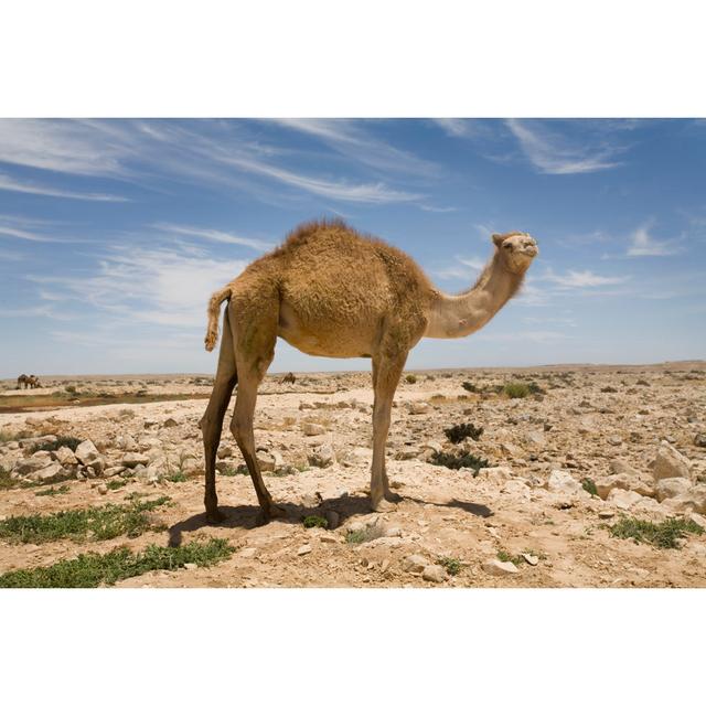 Wheatland Camel in the Desert - Wrapped Canvas Photograph Latitude Run Size: 30cm H x 46cm W x 3.8cm D on Productcaster.