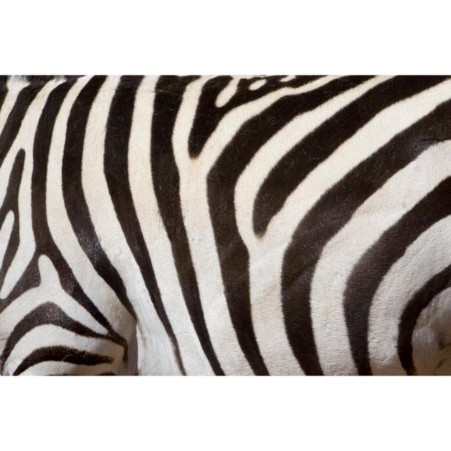 Zebra Stripes by YinYang - No Frame Art Prints on Canvas 17 Stories Size: 30cm H x 46cm W on Productcaster.