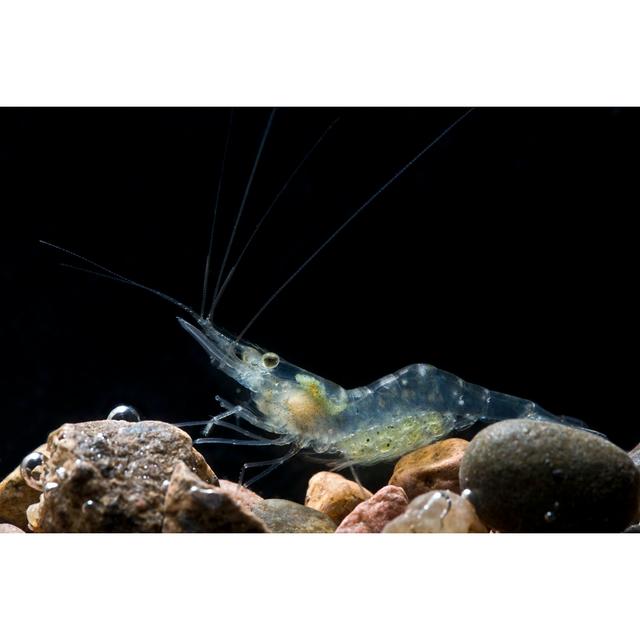 Pregnant Glass Shrimp by Unknown - Wrapped Canvas Photograph 17 Stories Size: 61cm H x 91cm W on Productcaster.