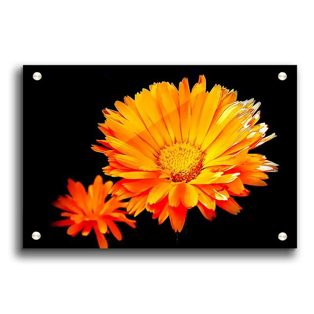 Vibrant Orange Gerberas Flowers - Unframed Photograph Print on Acrylic East Urban Home Size: 21cm H x 29.7cm W on Productcaster.