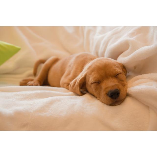 Sleeping Puppy - Wrapped Canvas Photograph Ebern Designs Size: 24"H x 36"W on Productcaster.