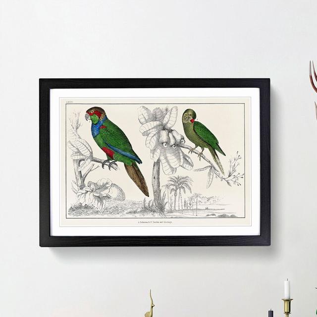 Parrots by Oliver Goldsmith - Picture Frame Painting Print East Urban Home Frame Option: Black Framed, Size: 48cm H x 65cm W x 2cm D on Productcaster.