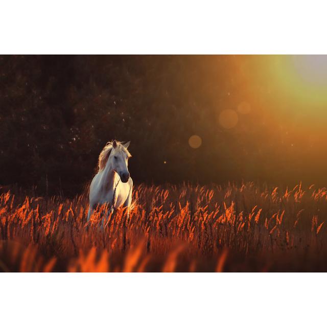 White Horse Run Forward - Wrapped Canvas Photograph August Grove Size: 81cm H x 122cm W on Productcaster.