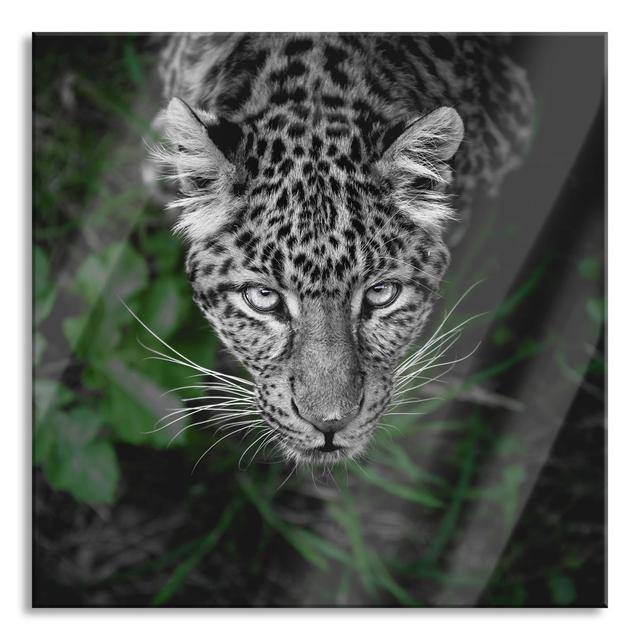 Dangerous Panther in the Forest from Above - Unframed Photograph on Glass 17 Stories Size: 70cm H x 70cm W x 0.4cm D on Productcaster.