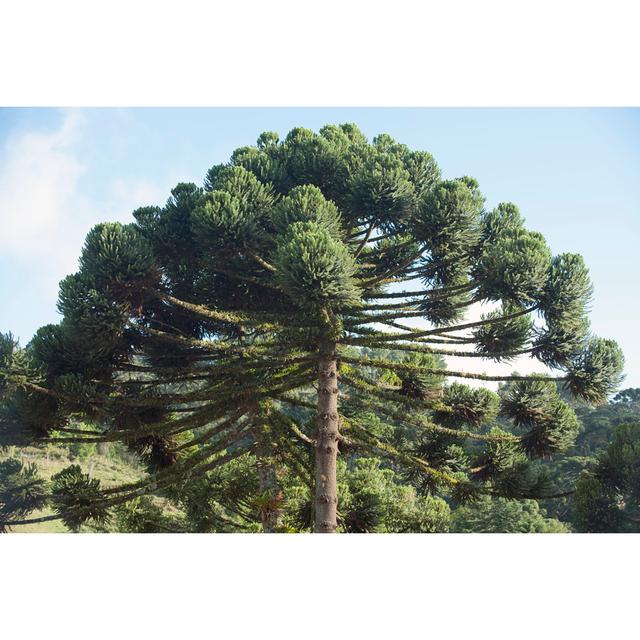 Araucaria Pine Tree - Wrapped Canvas Art Prints Alpen Home Size: 51cm H x 76cm W x 3.8cm D on Productcaster.